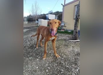 Kane, seit 18 Monaten unsichtbar im Tierheim