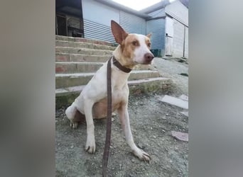 Newton ,Zarter Podenco auf der Suche nach seiner zweiten Chance