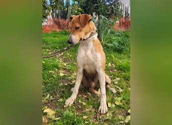 Neko ,junger Podenco-Mix sucht sein Glück