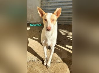 Newton geb. 03/2023 (ESP) - sozialer, wunderschöner Podenco sucht seinen Neuanfang