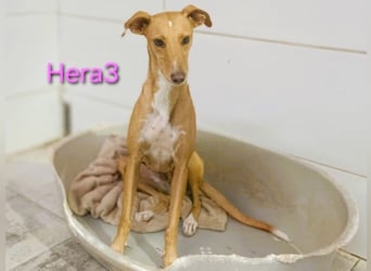 Hera3 geb. 02/2023 (ESP) - fröhliche, entspannte und dankbare Podenca!