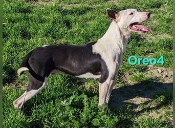 Oreo4 geb. 12/2023 (ESP) - verspielter und liebevoller Podenco auf der Suche nach dem Glück!