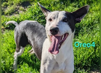 Oreo4 geb. 12/2023 (ESP) - verspielter und liebevoller Podenco auf der Suche nach dem Glück!