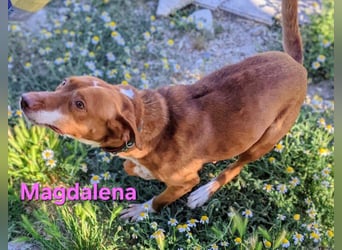 Magdalena geb. 09/2024 (ESP) - liebevolle Podenca sucht einfühlsame Menschen!