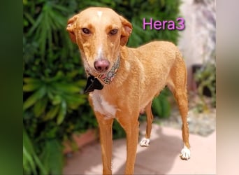 Hera3 geb. 02/2023 (ESP) - fröhliche, entspannte und dankbare Podenca!