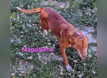 Magdalena geb. 09/2024 (ESP) - liebevolle Podenca sucht einfühlsame Menschen!