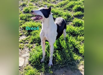 Oreo4 geb. 12/2023 (ESP) - verspielter und liebevoller Podenco auf der Suche nach dem Glück!