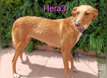 Hera3 geb. 02/2023 (ESP) - fröhliche, entspannte und dankbare Podenca!