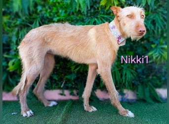 Nikki1 geb. 03/2022 (ESP) - liebe und zarte Podenca!