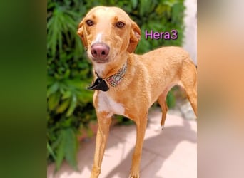 Hera3 geb. 02/2023 (ESP) - fröhliche, entspannte und dankbare Podenca!