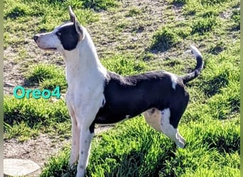 Oreo4 geb. 12/2023 (ESP) - verspielter und liebevoller Podenco auf der Suche nach dem Glück!