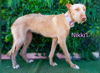 Nikki1 geb. 03/2022 (ESP) - liebe und zarte Podenca!