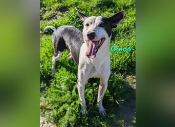 Oreo4 geb. 12/2023 (ESP) - verspielter und liebevoller Podenco auf der Suche nach dem Glück!