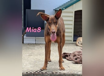 Mia8 geb. 12/2022 (ESP) - wunderschöne, sanfte und sensible Podenco Orito Hündin!