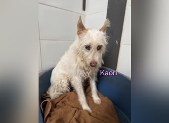 Kaori geb. 06/2019 (ESP) - ausgeglichene und liebevolle Podenco-Hündin sucht das Glück!