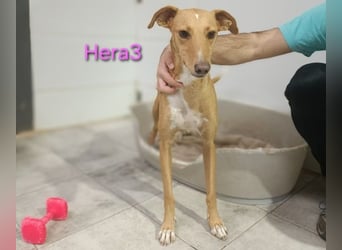Hera3 geb. 02/2023 (ESP) - fröhliche, entspannte und dankbare Podenca!