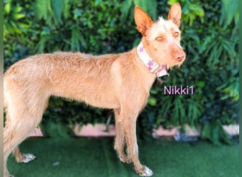 Nikki1 geb. 03/2022 (ESP) - liebe und zarte Podenca!