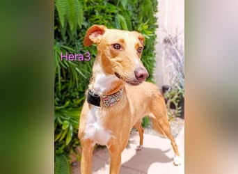 Hera3 geb. 02/2023 (ESP) - fröhliche, entspannte und dankbare Podenca!