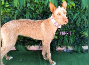 Nikki1 geb. 03/2022 (ESP) - liebe und zarte Podenca!