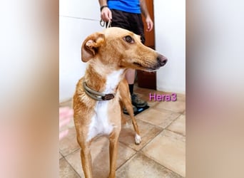 Hera3 geb. 02/2023 (ESP) - fröhliche, entspannte und dankbare Podenca!