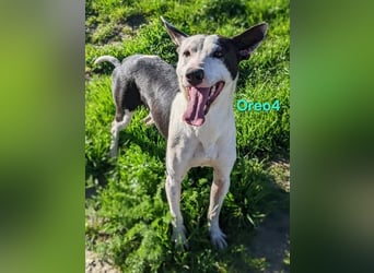 Oreo4 geb. 12/2023 (ESP) - verspielter und liebevoller Podenco auf der Suche nach dem Glück!
