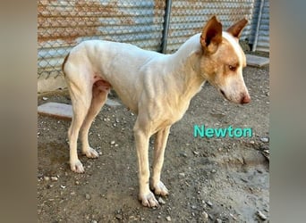 Newton geb. 03/2023 (ESP) - sozialer, wunderschöner Podenco sucht seinen Neuanfang