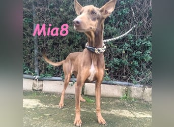 Mia8 geb. 12/2022 (ESP) - wunderschöne, sanfte und sensible Podenco Orito Hündin!
