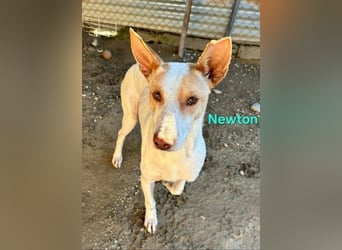 Newton geb. 03/2023 (ESP) - sozialer, wunderschöner Podenco sucht seinen Neuanfang