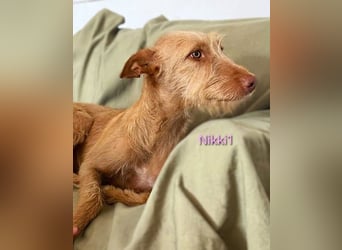 Nikki1 geb. 03/2022 (ESP) - liebe und zarte Podenca!