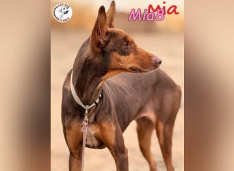 Mia8 geb. 12/2022 (ESP) - wunderschöne, sanfte und sensible Podenco Orito Hündin!