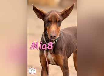 Mia8 geb. 12/2022 (ESP) - wunderschöne, sanfte und sensible Podenco Orito Hündin!