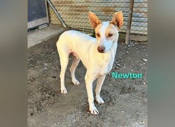 Newton geb. 03/2023 (ESP) - sozialer, wunderschöner Podenco sucht seinen Neuanfang