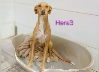 Hera3 geb. 02/2023 (ESP) - fröhliche, entspannte und dankbare Podenca!