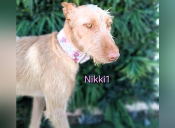 Nikki1 geb. 03/2022 (ESP) - liebe und zarte Podenca!