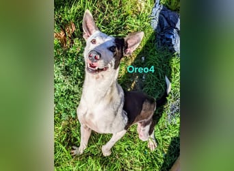 Oreo4 geb. 12/2023 (ESP) - verspielter und liebevoller Podenco auf der Suche nach dem Glück!