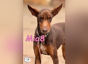 Mia8 geb. 12/2022 (ESP) - wunderschöne, sanfte und sensible Podenco Orito Hündin!