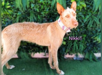 Nikki1 geb. 03/2022 (ESP) - liebe und zarte Podenca!