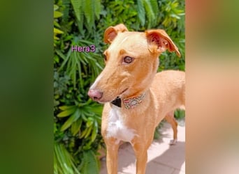 Hera3 geb. 02/2023 (ESP) - fröhliche, entspannte und dankbare Podenca!