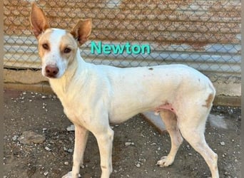 Newton geb. 03/2023 (ESP) - sozialer, wunderschöner Podenco sucht seinen Neuanfang