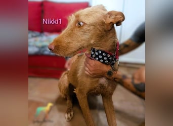 Nikki1 geb. 03/2022 (ESP) - liebe und zarte Podenca!