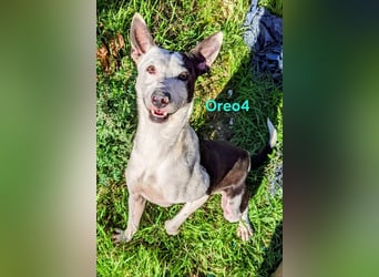 Oreo4 geb. 12/2023 (ESP) - verspielter und liebevoller Podenco auf der Suche nach dem Glück!