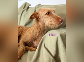 Nikki1 geb. 03/2022 (ESP) - liebe und zarte Podenca!