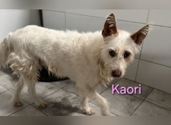Kaori geb. 06/2019 (ESP) - ausgeglichene und liebevolle Podenco-Hündin sucht das Glück!