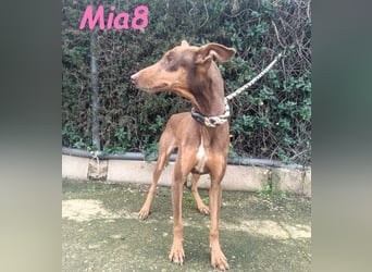 Mia8 geb. 12/2022 (ESP) - wunderschöne, sanfte und sensible Podenco Orito Hündin!
