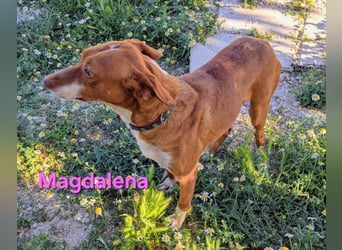 Magdalena geb. 09/2024 (ESP) - liebevolle Podenca sucht einfühlsame Menschen!