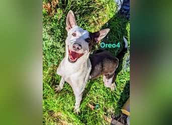 Oreo4 geb. 12/2023 (ESP) - verspielter und liebevoller Podenco auf der Suche nach dem Glück!