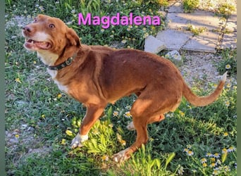 Magdalena geb. 09/2024 (ESP) - liebevolle Podenca sucht einfühlsame Menschen!