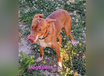 Magdalena geb. 09/2024 (ESP) - liebevolle Podenca sucht einfühlsame Menschen!