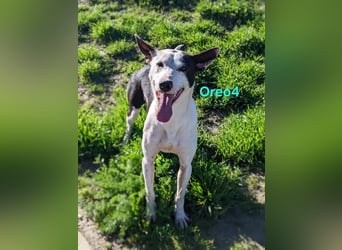 Oreo4 geb. 12/2023 (ESP) - verspielter und liebevoller Podenco auf der Suche nach dem Glück!