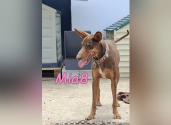 Mia8 geb. 12/2022 (ESP) - wunderschöne, sanfte und sensible Podenco Orito Hündin!